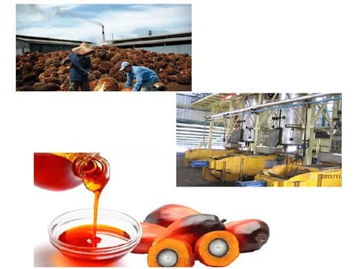 Máquina de extracción de aceite de palma de alta calidad 1tph 10tph Canadá